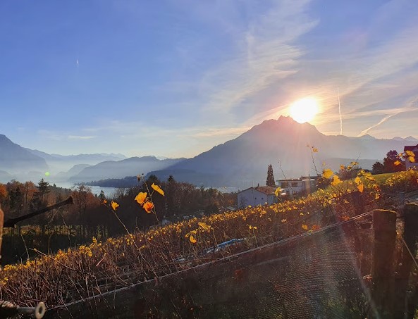 sitenrain foto 2020 cut